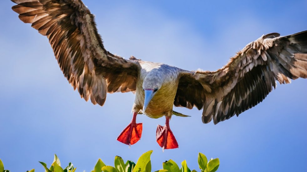 Red-footed booby Galapagos